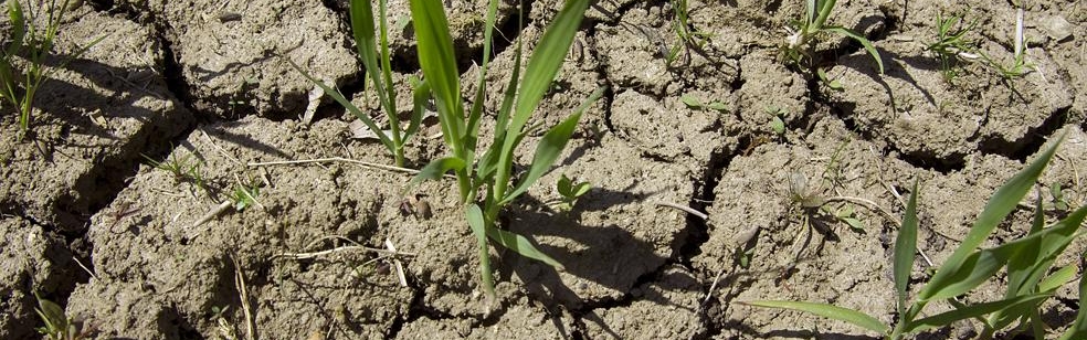 Close-up of a meadow with sparse vegetation cover. The bare soil is riddled with cracks caused by prolonged drought.