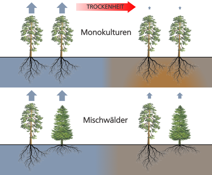 Nischenkomplementarität