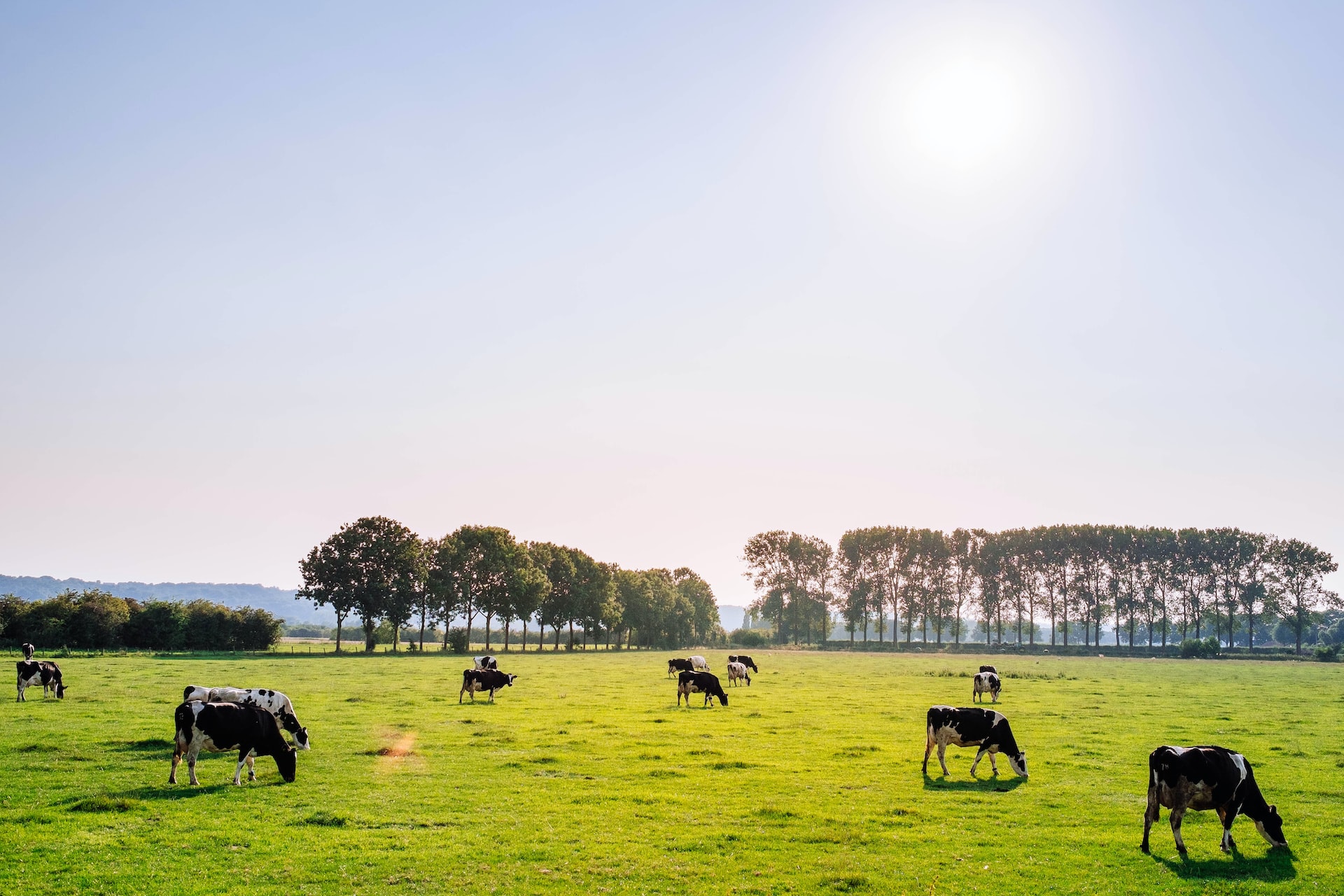 Kühe auf einer Weide bei Sonnenschein