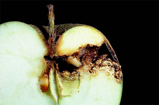 Ein halbierter Apfel mit einer Raupe des Apfelwicklers nahe dem Apfelkern. Die Raupe hat sich von der Seite zum Kerngehäuse durchgefressen. Im Frass-Gang sieht man vereinzelte Kotkrümel der Raupe. 