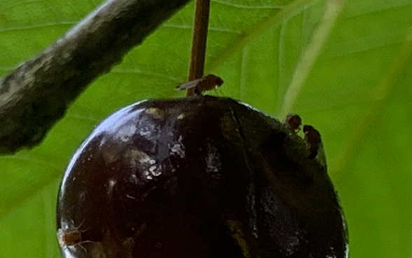 Drosophila suzukii, Weibchen und Männchen