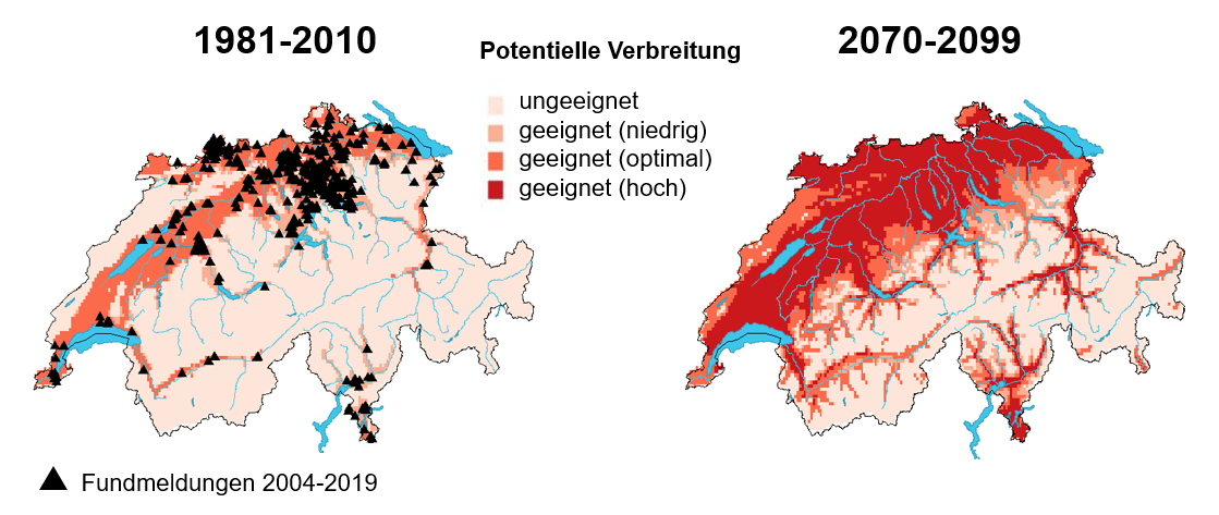 Die Grafik zeigt zwei Karten der Schweiz. Sie zeigen mit einer Farbskala von hell bis dunkel rot die potenziellen Verbreitungsgebiete der Marmorierten Baumwanze heute und gegen Ende des 21. Jahrhunderts. Unter heutigen Bedingungen erstreckt sich das Vorkommen über das Schweizer Mittelland von Genf bis nach Schaffhausen sowie über den Kanton Jura. Weitere Verbreitungsgebiete befinden sich in niederliegenden Tälern wie dem Rhone- und dem Rheintal sowie im Tessin. In Zukunft wird sich das potenzielle Vorkommen in höhere Lagen ausdehnen und die Grossregion Jura, die Voralpen und die Zentralschweiz, die Bündner und Tessiner Täler sowie die Seitentäler im Wallis einnehmen.