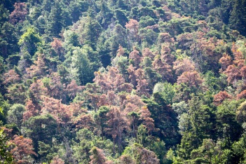 Bild von toten Waldföhren bei Raron