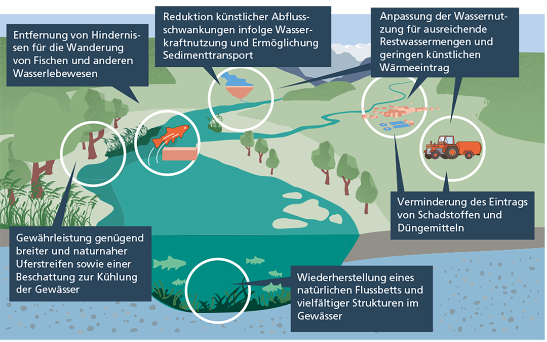 Massnahmen zur Stärkung der Gewässer