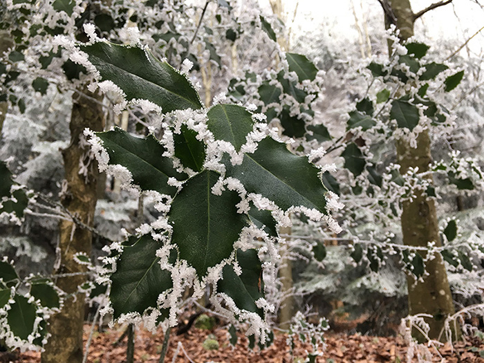 Frost days in December 2016