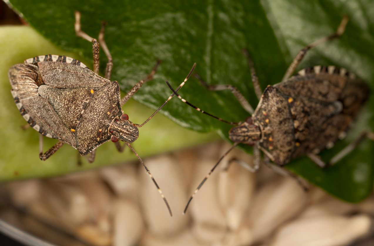 Two brown marmorated stink bugs (Halyomorpha halys) sit on a green leaf.