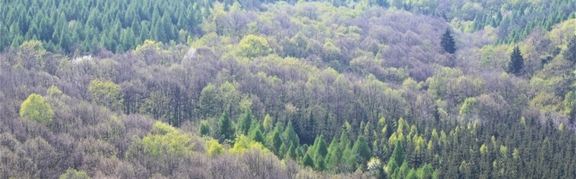 Natürliche Laubmischwälder neben gepflanzten Nadelholzbeständen