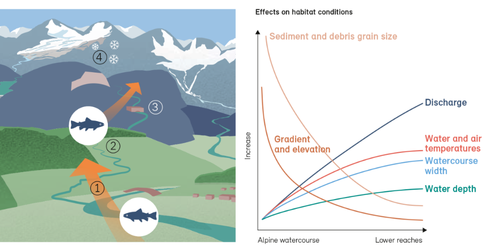 Connectivity in the context of changed habitat conditions