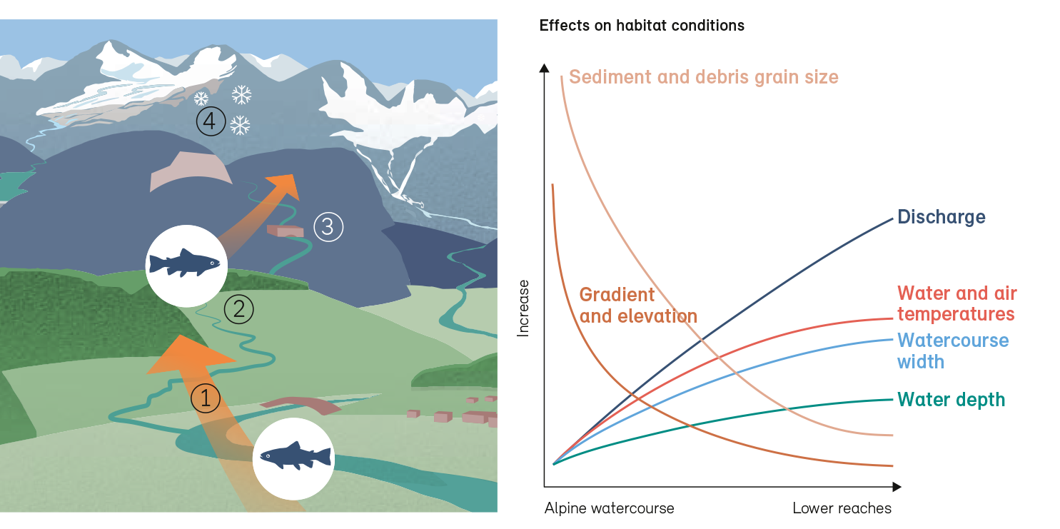 Connectivity in the context of changed habitat conditions