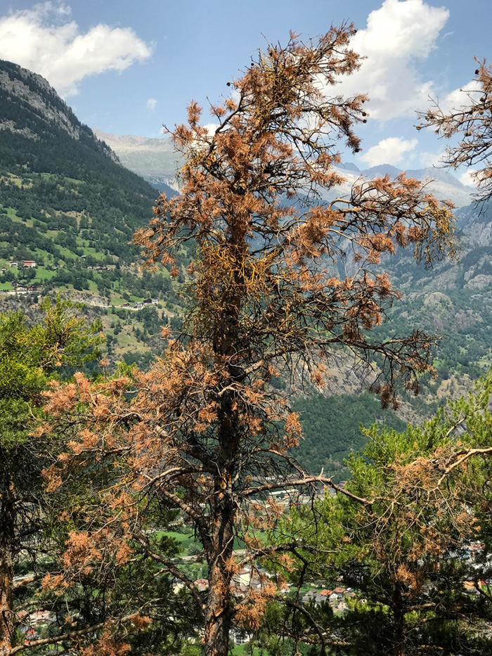 Abgestorbene Föhre im Wallis bei Brig
