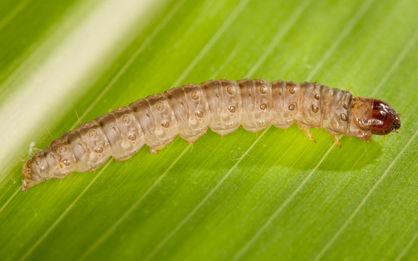 Una trivellatrice del cereale (ostrinia nubilalis) mangia attraverso un gambo del cereale.