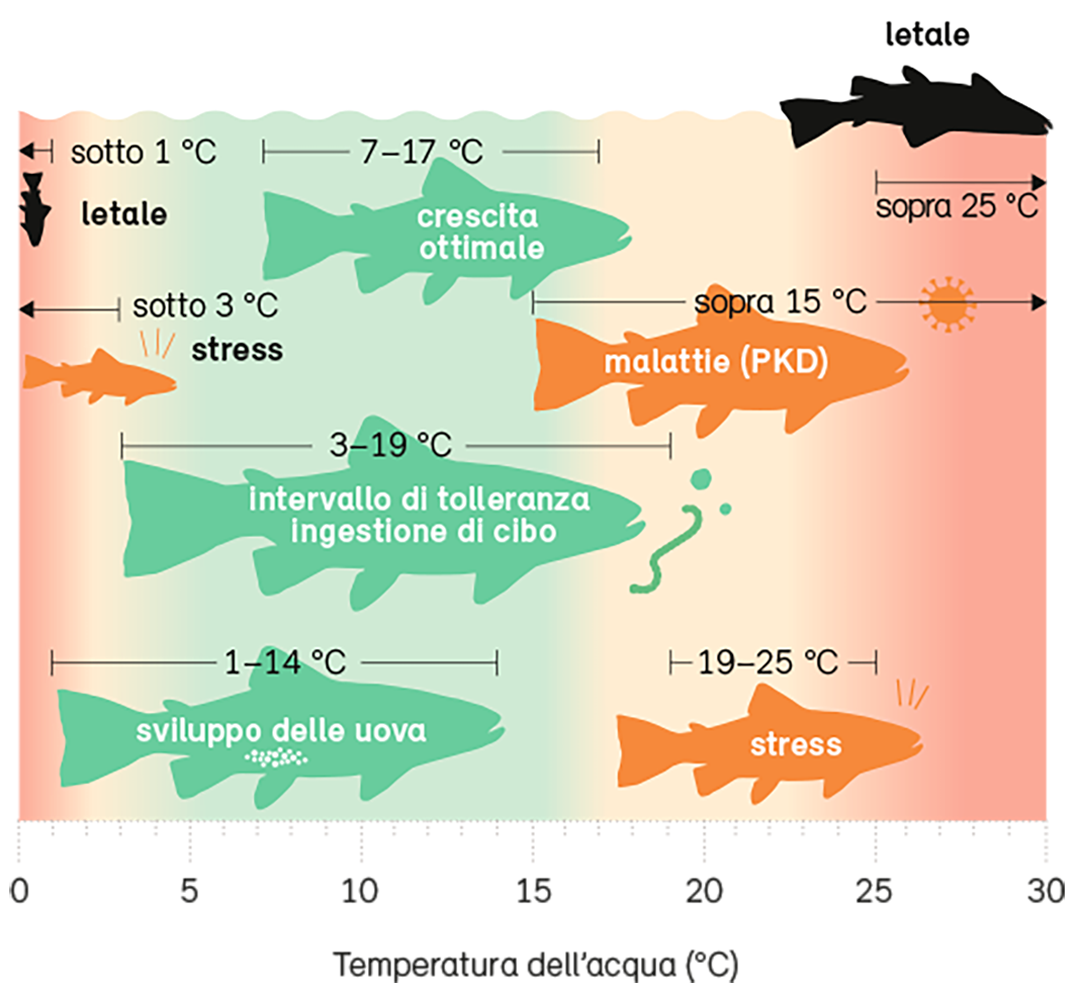 Esigenze termiche della trota fario